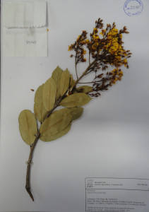 Amostra de espécie (“exicata”) usada para identificação botânica por especialistas