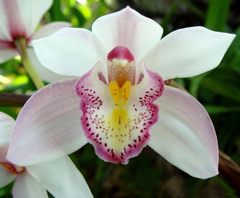 Visitantes poderão conferir mais de cem orquídeas de três grandes produtores da região