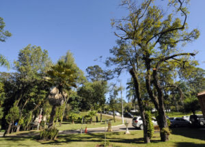 Estudo vai mostrar características das árvores em áreas públicas (foto: Paulo Grégio)