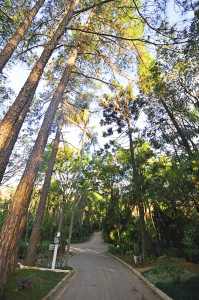 A trilha de visitas vai levar ao contato com as árvores e suas funções