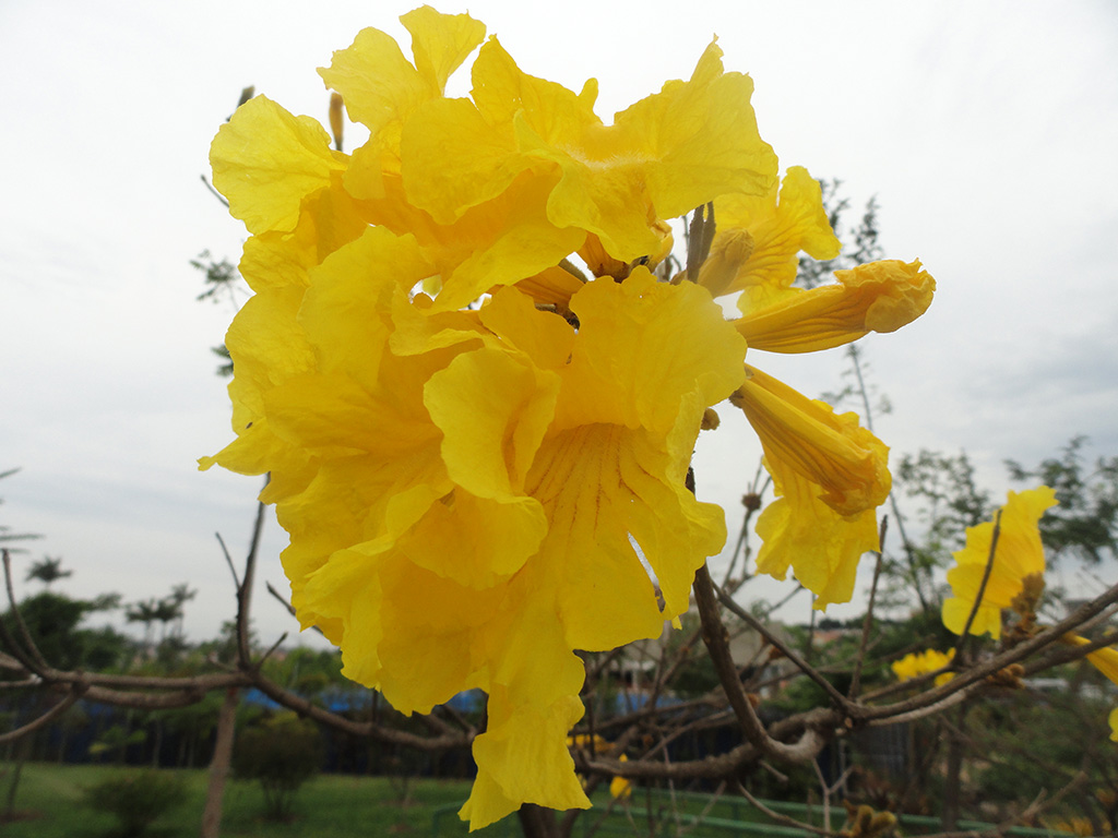 Planta do mês: Ipê-Amarelo | Jardim Botânico Jundiaí